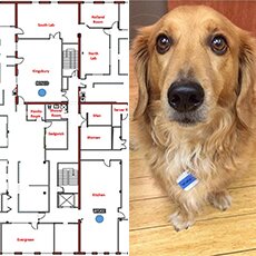 DIY Dog Tracker Using Bluetooth and Power BI