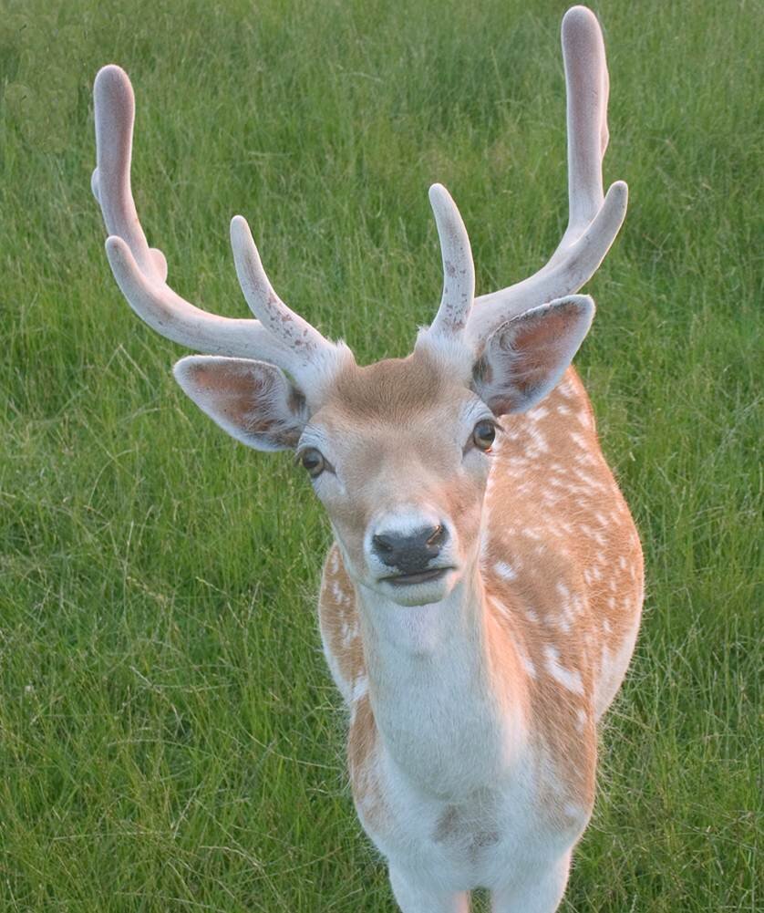 GeekChallengeDeer.jpg