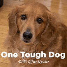 Wiskie - tough dog
