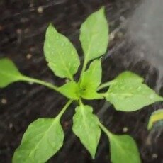 gardening_thumbnail