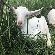 goat blog thumbnail