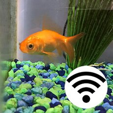 iot-fish-feeder